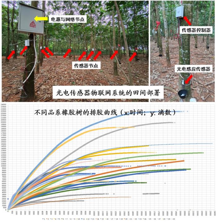 “橡膠樹種質(zhì)資源精準(zhǔn)評(píng)價(jià)與基因發(fā)掘”現(xiàn)場(chǎng)展示會(huì)（二）.jpg