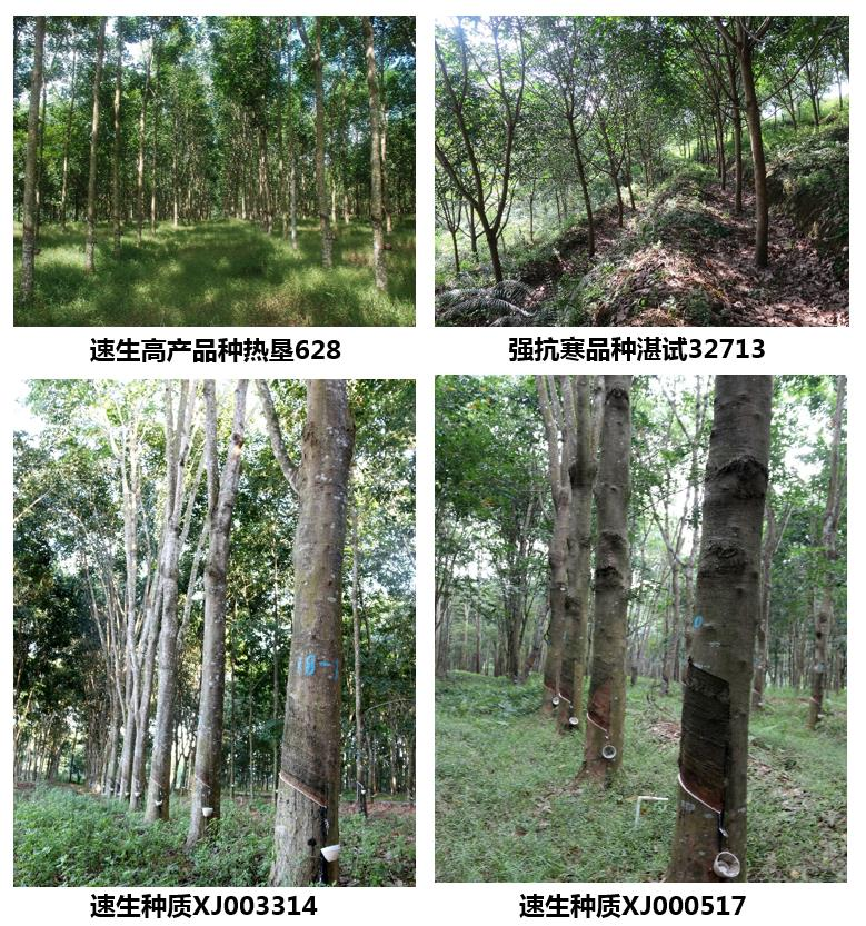 優(yōu)勢橡膠樹新品種、新種質(zhì)和新型種植材料