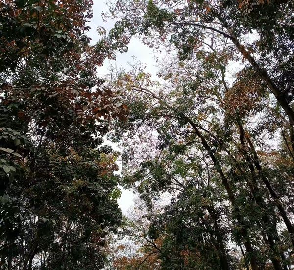月上旬橡膠樹物候、病蟲情監(jiān)測（三）.jpg
