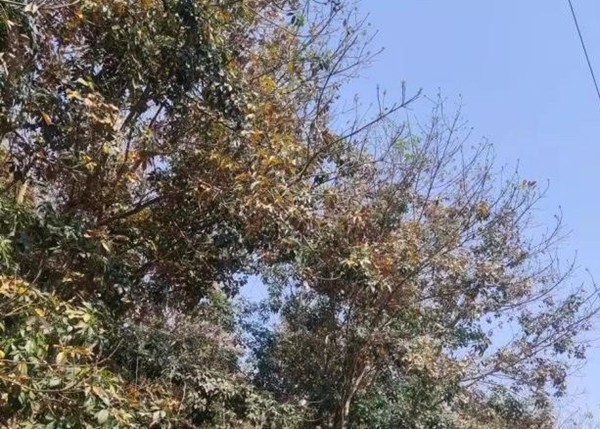 橡膠樹物候、病蟲情（三）.jpg