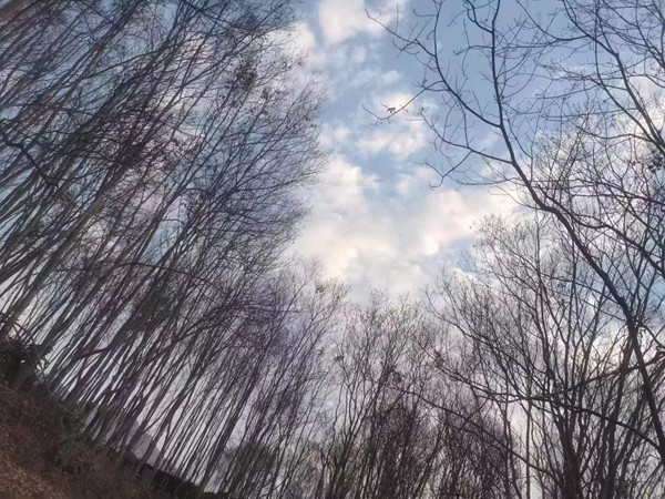 橡膠樹物候、病蟲情（三）.jpg