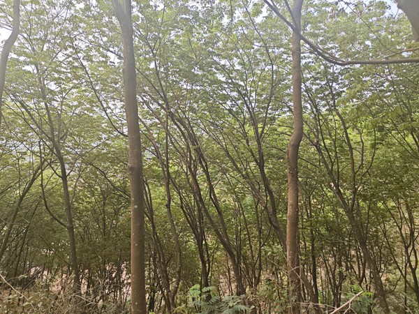 橡膠樹物候、病蟲情（一）.jpg
