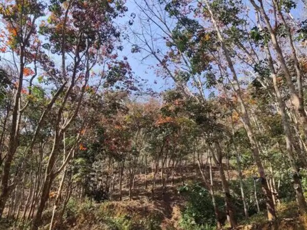 橡膠樹物候、病蟲情（二）.jpg