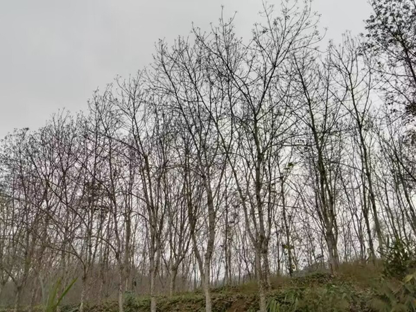 橡膠樹物候、病蟲情（四）.jpg