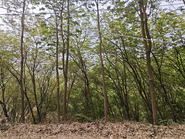 橡膠樹物候、病蟲情（一）.jpg