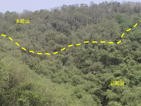橡膠樹物候、病蟲情六.jpg
