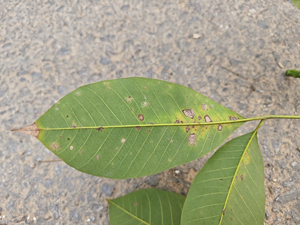 橡膠樹物候、病蟲情五.jpg
