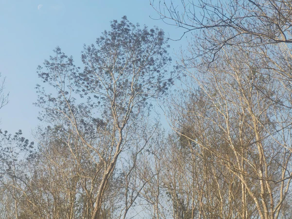 云南二.png