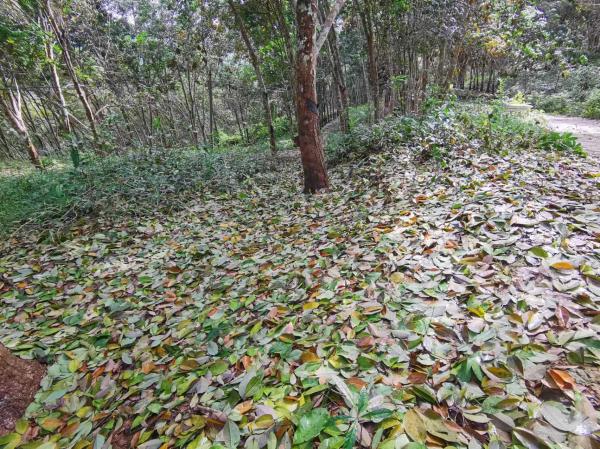 1722415329734199.jpg 橡膠樹季風(fēng)性落葉病監(jiān)測及防控建議二.jpg