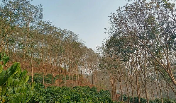 1741682877560676.png 德宏地區(qū)(瑞麗)橡膠樹物候(云南省德宏熱科所供圖).png