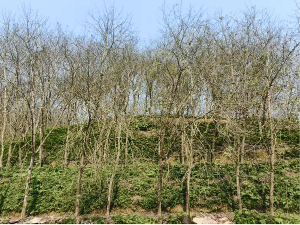 1741682921946280.png 紅河地區(qū)(河口)橡膠樹物候(云南省紅河熱科所供圖).png