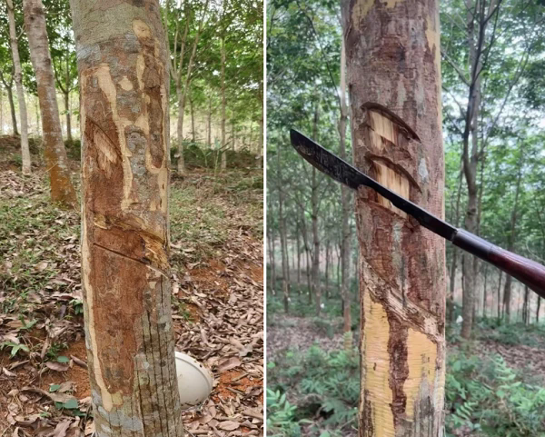 感病部位刮皮處理（左圖），樹皮壞死、病害深至木質(zhì)部（右圖）（蔡志英供圖）.png