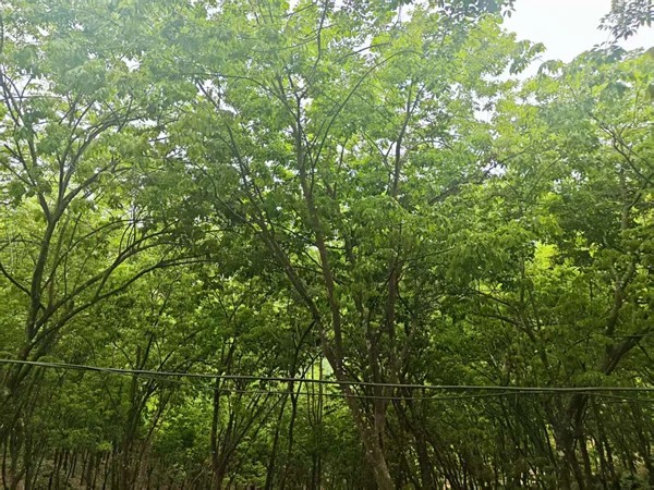 西雙版納、普洱片區(qū)橡膠樹物候（景洪）（圖：孔祥東）.jpg
