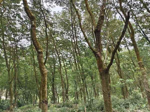 1773651729788243.png 橡膠樹病蟲害監(jiān)測(cè)防控動(dòng)態(tài)三.png