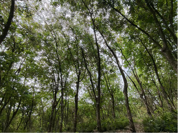 紅河片區(qū)橡膠樹物候（河口）（圖：朱文）.png