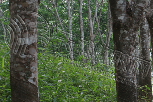 [橡膠周報]周內(nèi)保持區(qū)間震蕩